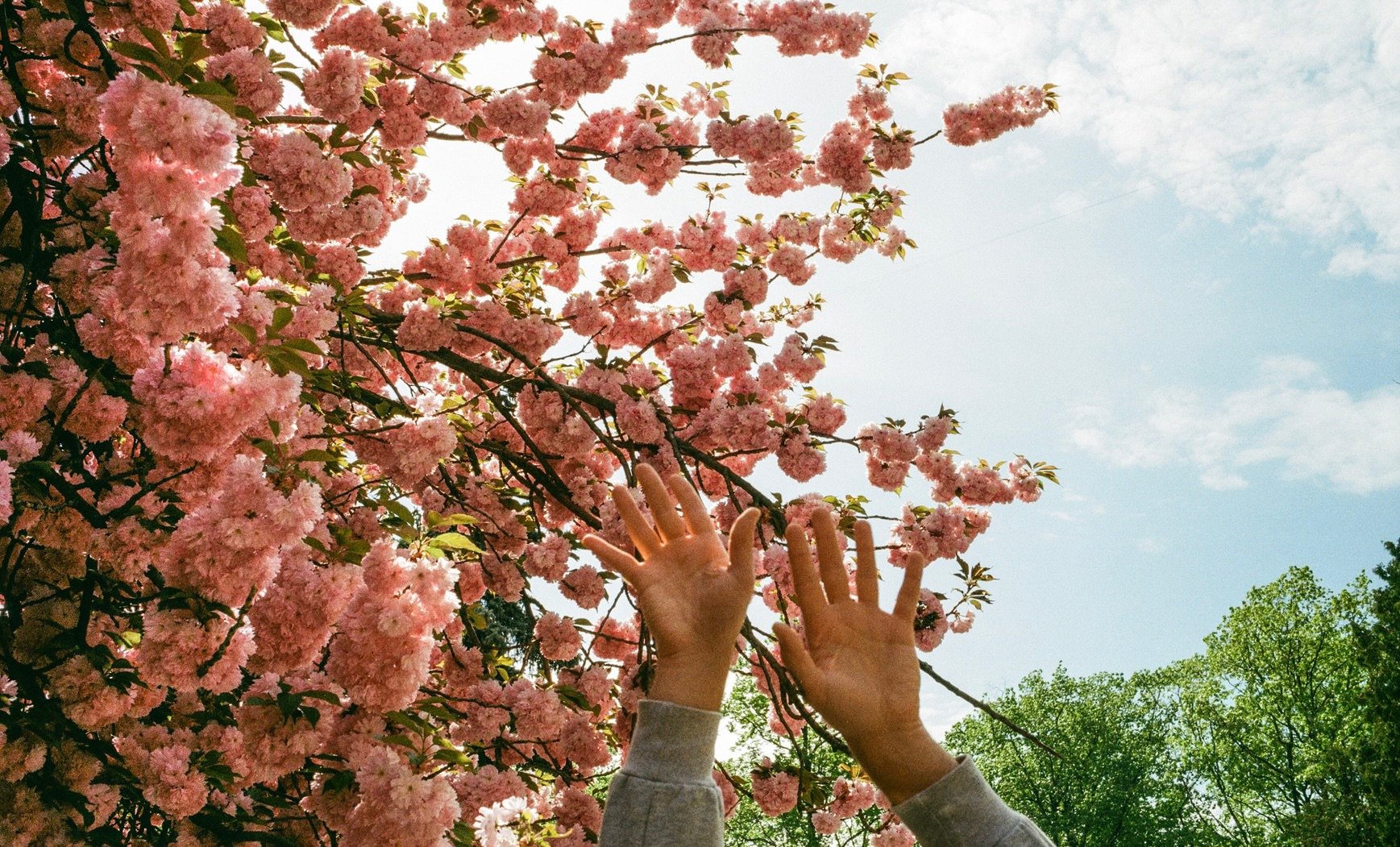 spring flowers