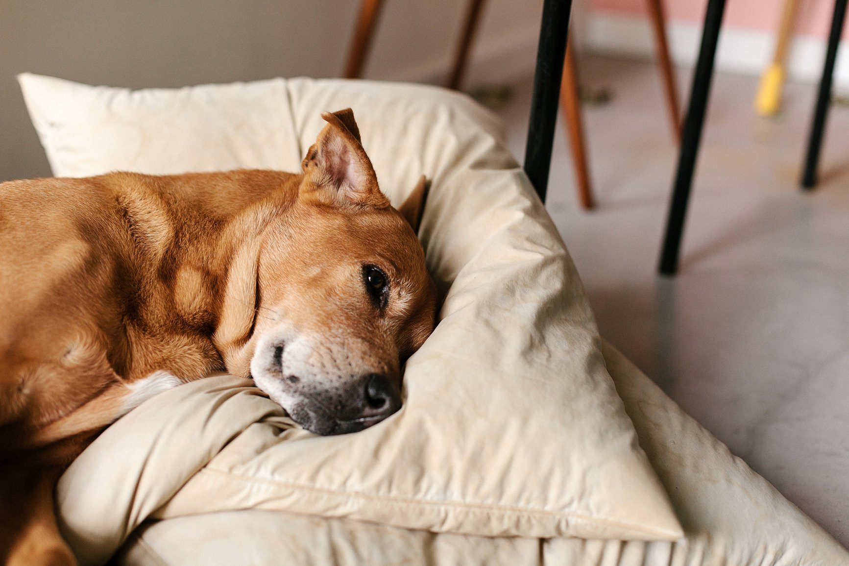 dog